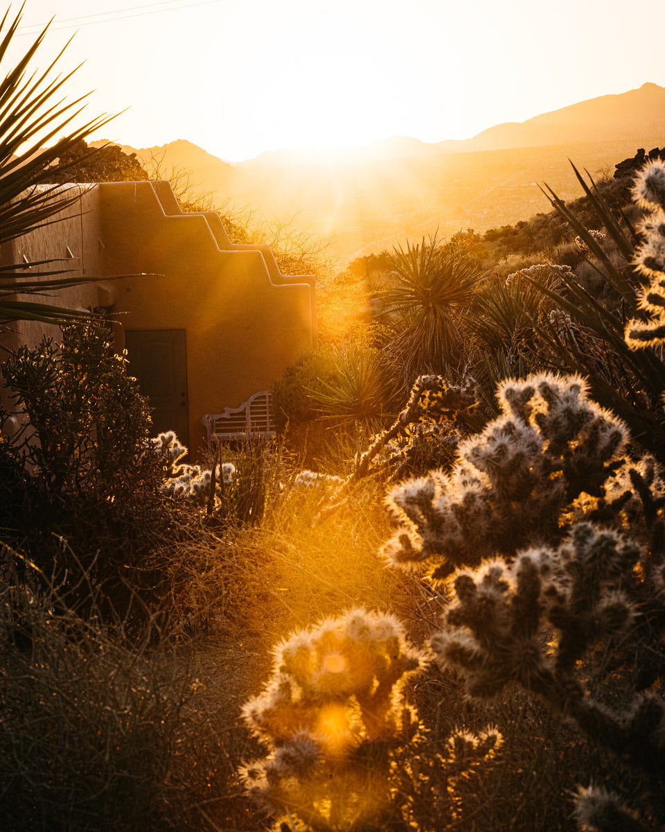 Joshua Tree Sunrise