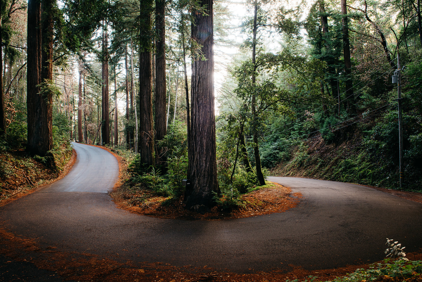 Santa Cruz Mountain Curve